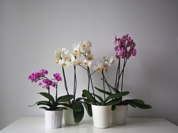 Plantenbakken kiezen voor orchideeën