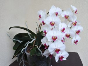 Trapsgewijze orchidee