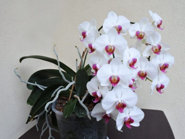 Orquídea en cascada