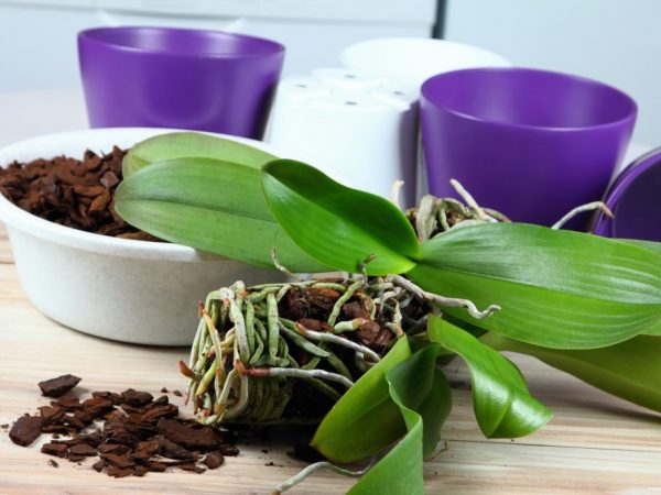 Plantera en orkidékaskad