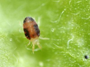 Methods for dealing with spider mites on eggplant