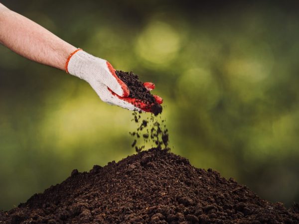 Az ültetésre elő kell készíteni a talajt