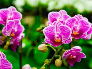 Usando Kornevin para orquídeas
