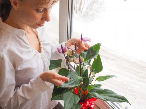 Kornevin används för att ta hand om orkidéer och andra blommor