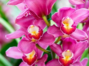 Descrierea Orchideei Regale