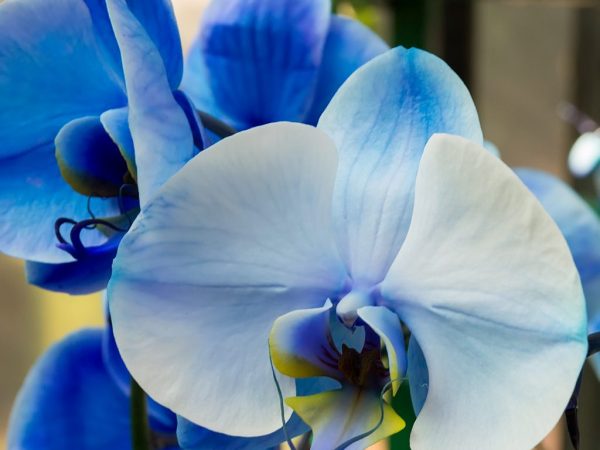 Mycket vacker blå orkidé