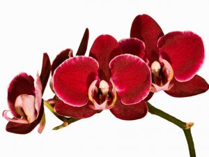 Červená orchidej