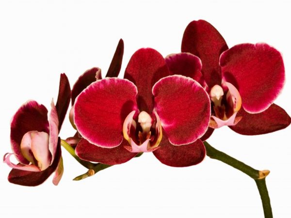 Orquídea roja