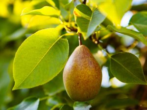 Beskrivning av sommarvarianter av päron