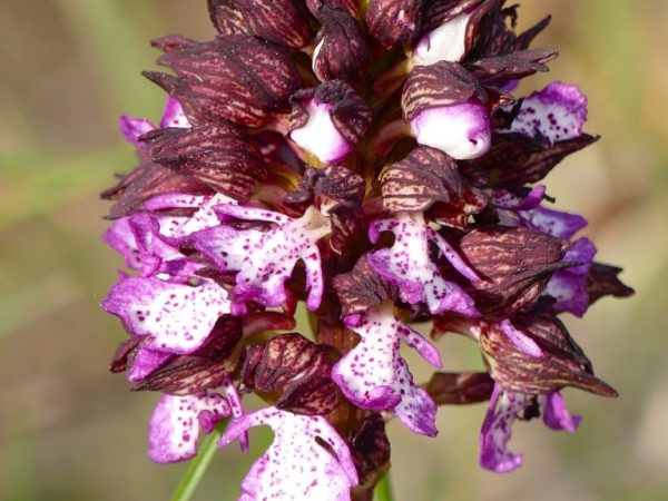 Orchidee wordt gebruikt voor medicinale doeleinden