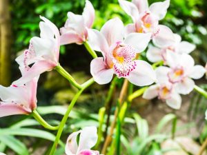 Typy růstu orchidejí