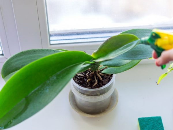 Orhidee în creștere