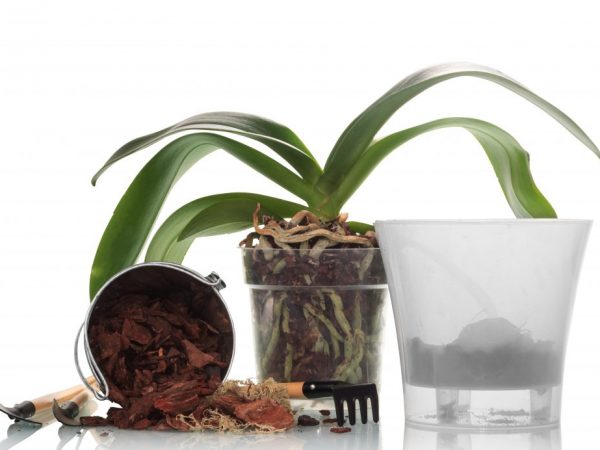 Geef bij het kiezen van een vat voor het planten van een bol de voorkeur aan een transparante container.