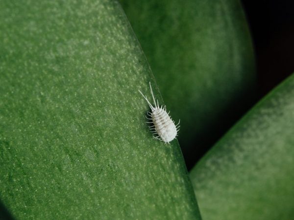 Mealybug σε φύλλα ορχιδέας