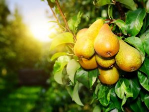 Päron frukt timing