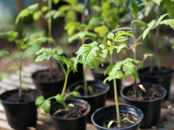 Tomater för plantor i Moskva-regionen