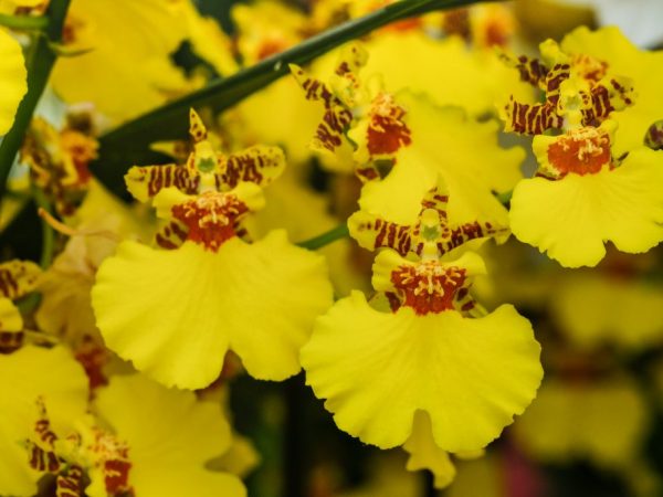 Odlar en orkidéoncidium
