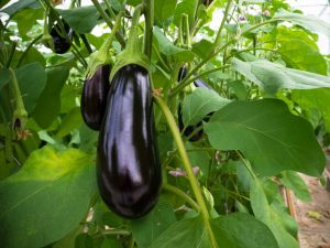 Variétés et caractéristiques de l'aubergine en croissance