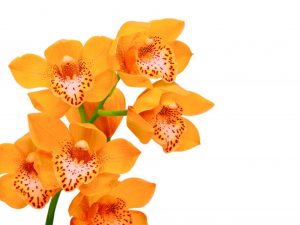Oranžová orchidej