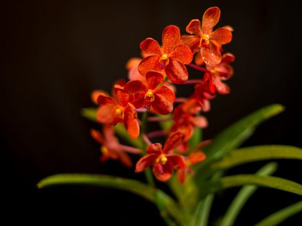 Orchidee Wanda