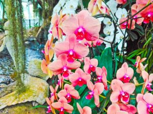Orchideeën zonder steeltjes