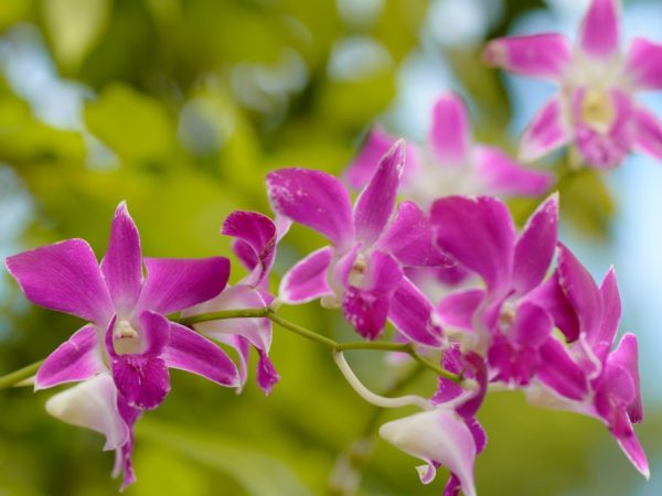 Az orchideák nagyon változatosak