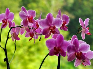 Caracteristici ale cultivării unei orhidee și îngrijirii acesteia