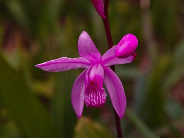 Orhideea Bletilla
