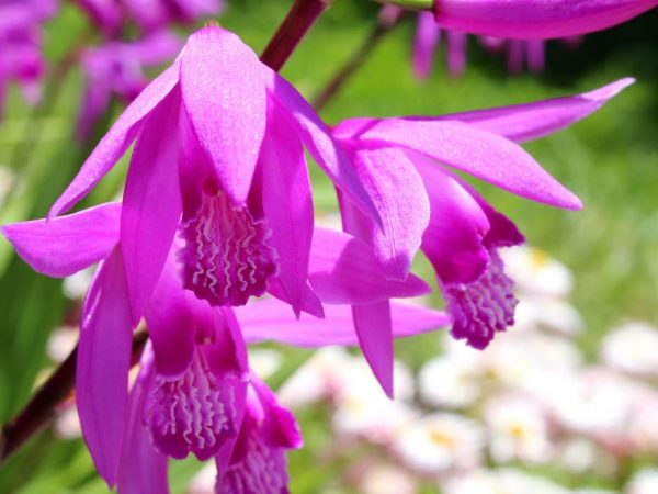 Blethilla Orchid Care. رعاية زهرة الأوركيد