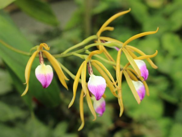 Vlastnosti orchideje Brassavola