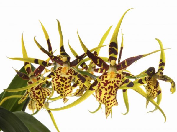 Groeiende Brassia-orchideeën