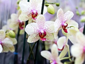 Sköter om Dendrobium Nobile-orkidén efter blomningen