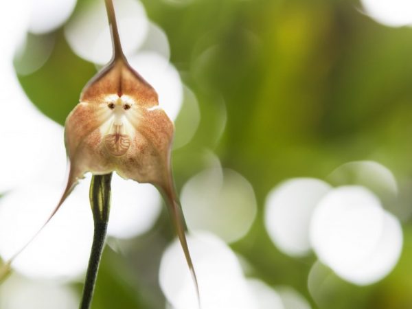 Orquídea Drácula