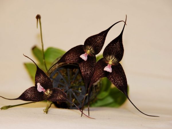 Cultivando una orquídea Drácula