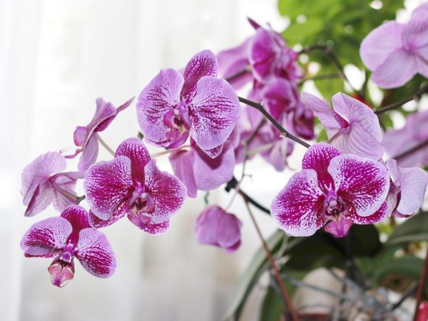 Descripción de la orquídea Phalaenopsis.