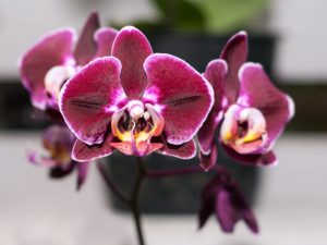 Beschreibung der Phalaenopsis Big Lip Orchid