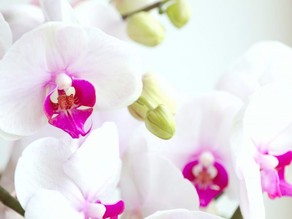 De orchidee moet in een bak met water staan
