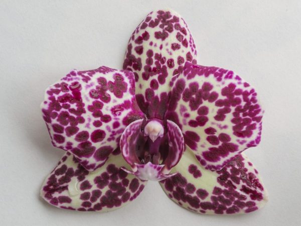 Podmínky uchovávání orchidejí
