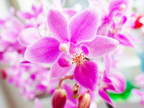 Beschrijving van orchideeën phalonopsis Equestris