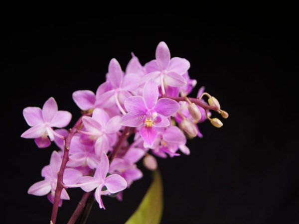 Orchideje jsou velmi rozmanité