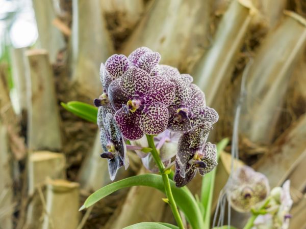 Groeiende orchidee Phalaenopsis Cleopatra