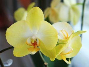 Citronová orchidej