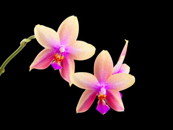 Liodoro orchidej