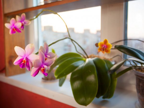 Îngrijirea orhideelor ​​Liodoro