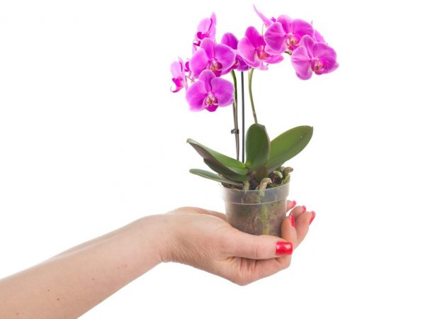 Phalaenopsis mini-orkidéhemvård