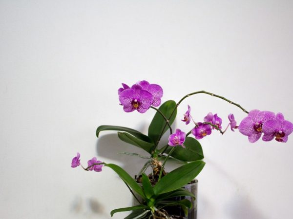 Skydda orkidén från röta