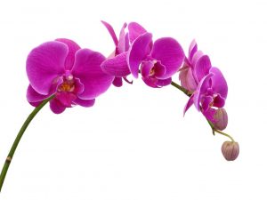 Popis orchideje Phalaenopsis Mukalla