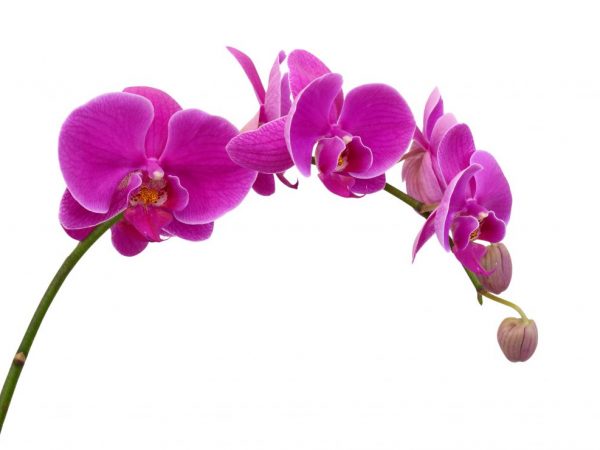Descrierea orhideei Phalaenopsis Mukalla