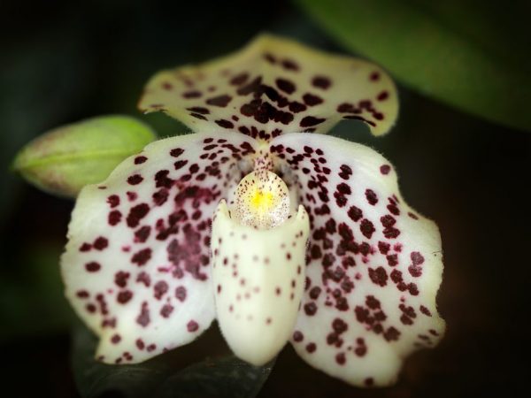 Orquídea multiflora