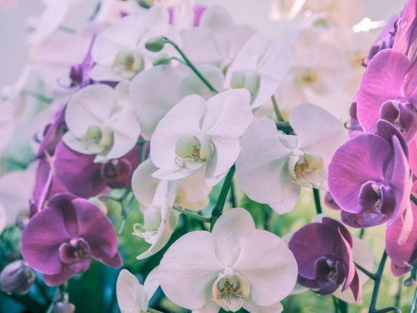 Phalaenopsis-orkidén har många sorter